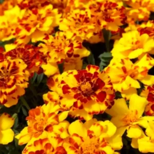 Tagetes Patula Safari
