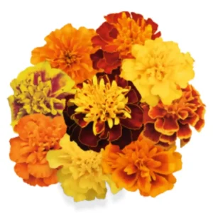 Tagetes Patula Super Hero