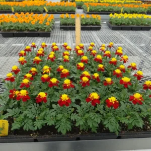Tagetes Patula Super Hero