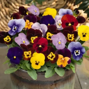 Viola Cornuta Admire