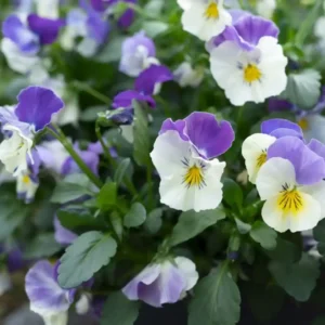 Viola Wittrockiana Highflyer