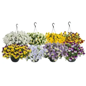 Viola Wittrockiana Highflyer