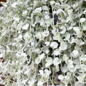 Dichondra Argentea Silversurfer