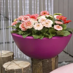 Gerbera Sundayz Midi Berries & Cream