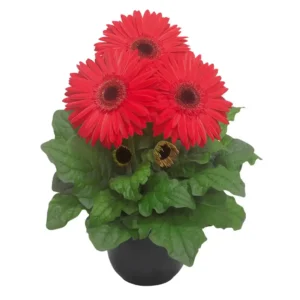 Gerbera Flori line Giant Coral BC