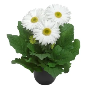 Gerbera Flori line Giant White
