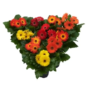 Gerbera Flori line Midi Autumm Mix