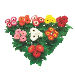Gerbera Flori line MidiSelect Mix Black Center