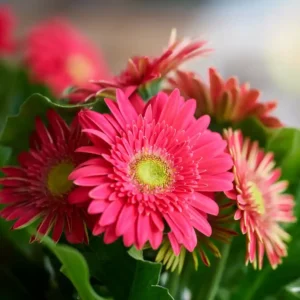 Gerbera Sundayz Maxi Rose