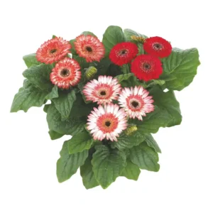 Gerbera Sundayz Mini Bicolor