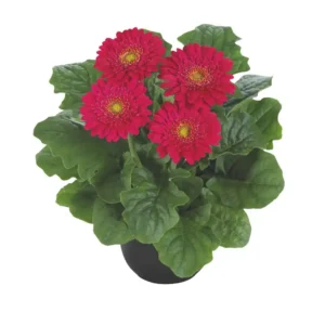 Gerbera Sundayz Mini Lilac