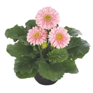 Gerbera Sundayz Mini Pink