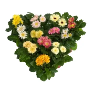 Gerbera Flori line Mini Spider Mix