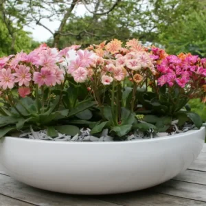 Lewisia Cotyledon Elise Mix