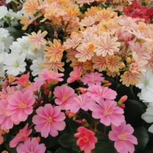 Lewisia Cotyledon Elise Mix