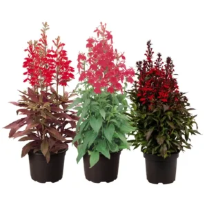 Lobelia Speciosa Fan