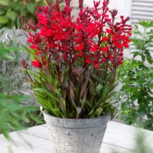 Lobelia Speciosa Fan