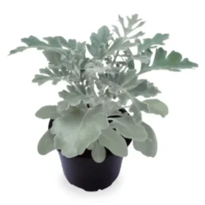 Senecio Cineraria Silverdust