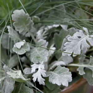 Senecio Cineraria Silverdust