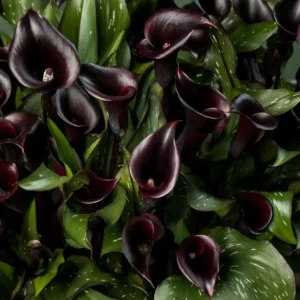 Calla Arabian Night