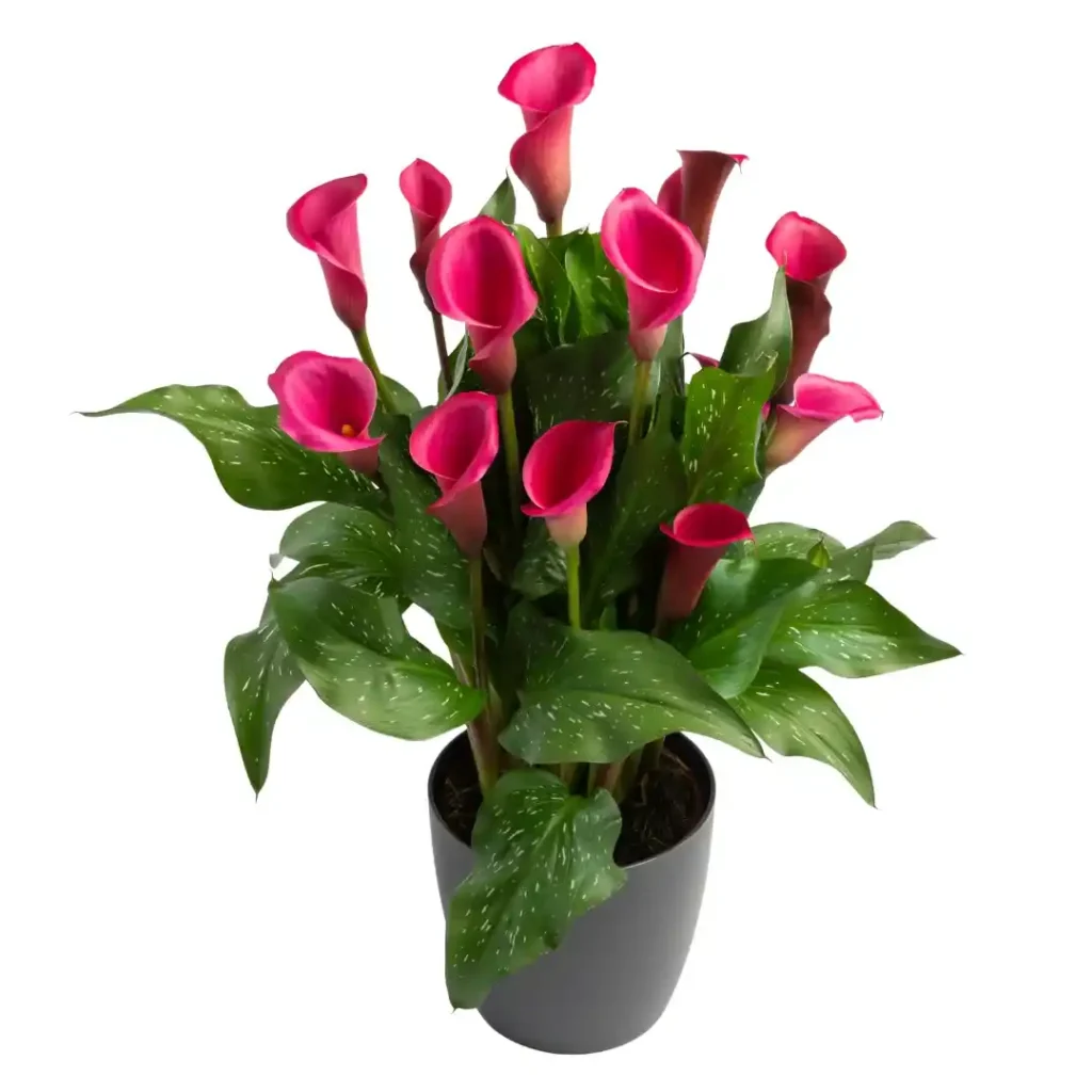 Calla Pink Harmony