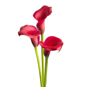 Calla Red Salsa