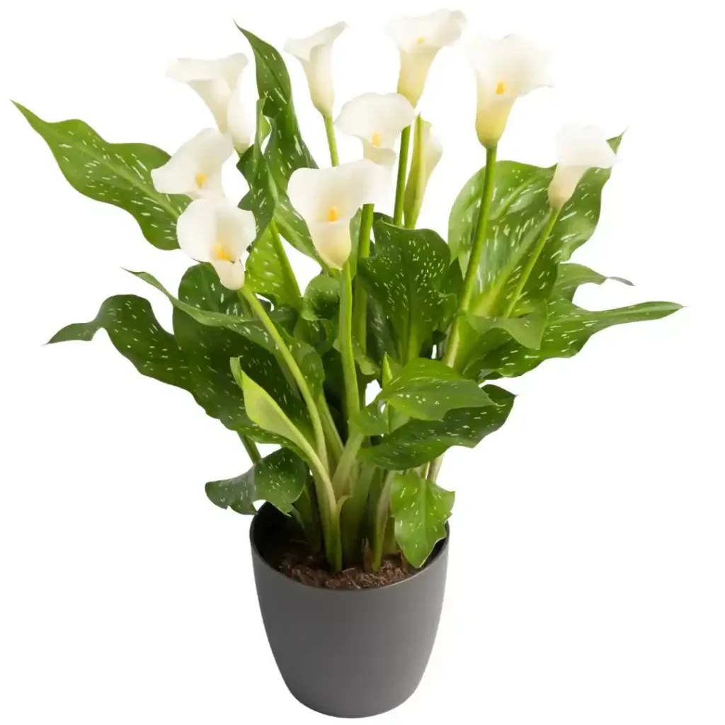 Calla White Flirt
